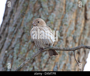 Female house finch (Carpodacus mexicanus) on tree branch. Stock Photo