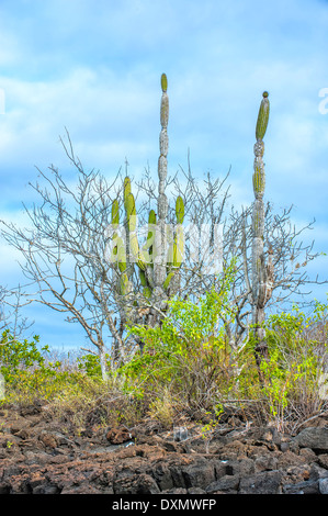 Palo Santo (Bursera graveolens) and Candelabra Cactus (Jasminocereus thouarsii) Santa Cruz Island Galapagos Ecuador Unesco Stock Photo