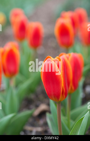 Tulipa. Tulip Early Harvest flower Stock Photo