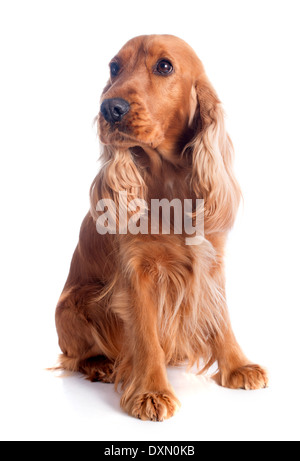 portrait of a purebred english cocker in a studio Stock Photo