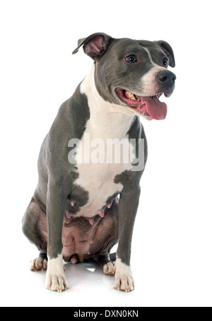 portrait of an american staffordshire terrier in front of white background Stock Photo