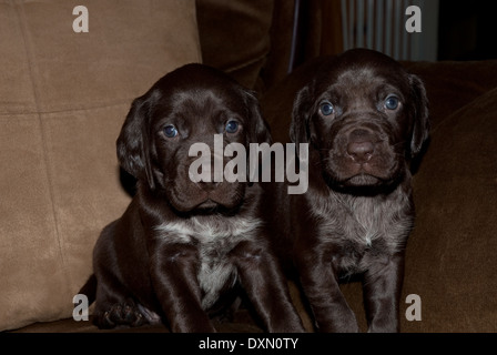 German Short-haired Pointer puppies Stock Photo