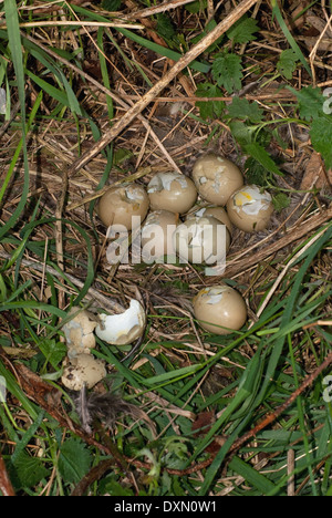 Common Pheasant eggs (Phasianus colchicus) and nest predated by magpies (Pica pica) Stock Photo