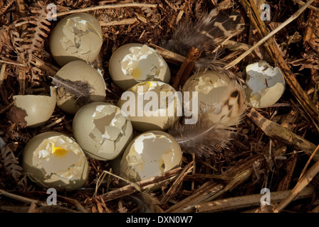 Common Pheasant eggs (Phasianus colchicus) and nest predated by magpies (Pica pica) Stock Photo