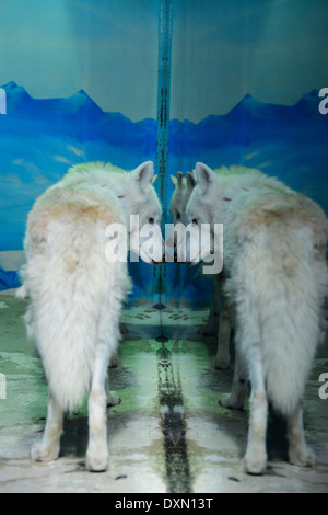 Beautiful Arctic wolf (Canis lupus arctos) in Harbin's Polar land park. Stock Photo