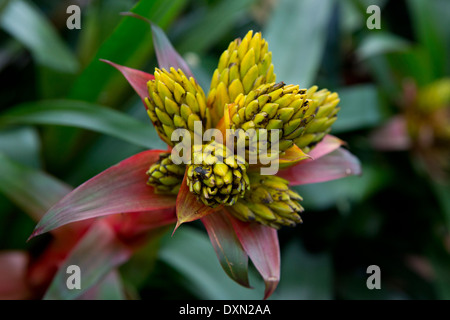 Red and yellow Bromelia flower Stock Photo