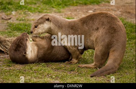 Two furry healthy Otters playing together on grass, one laying on its back Stock Photo