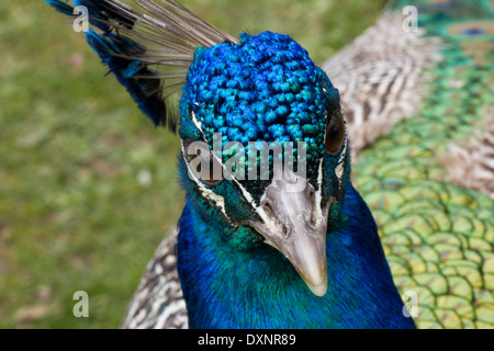 Macro shot of peacocks head in colorful iridescent detail Stock Photo