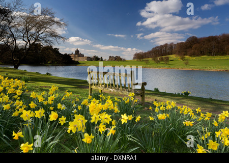 Daffodils at Castle Howard in North Yorkshire Stock Photo