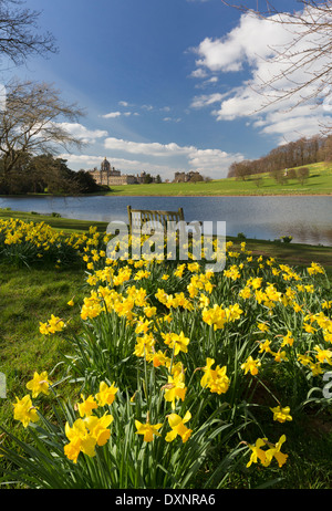 Daffodils at Castle Howard in North Yorkshire Stock Photo