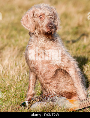 A Slovak Wirehaired Pointer, or Slovakian Rough-haired Pointer dog, with a pheasant Stock Photo