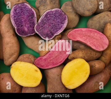 Different types of potatoes including Siglinde (yellow), Blue Sweed (blue/violet) and Red Emmalie (pink) are on display at the Brandenburg Association for the Preservation and Recultivation (VERN) in Greiffenberg, Germany, 27 March 2014. More than 100 almost forgotten types of potatoes from many countries are waiting for potato enthusiasts. They will be able to purchase rare seed potatoes for the start of gardening season in North Brandenburg. The VERN will be offering them this Saturday, 29 March at their annual seed potato day in Greiffenberg. Photo: PATRICK PLEUL/dpa Stock Photo