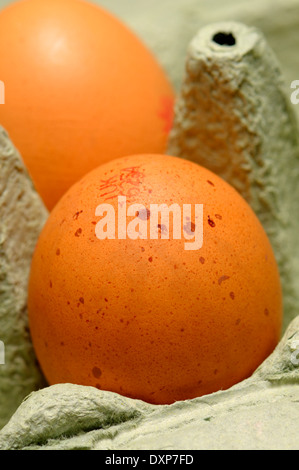 Brown egg in an egg box Stock Photo