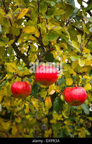 Three rosy red ripe apples on a tree in UK Stock Photo