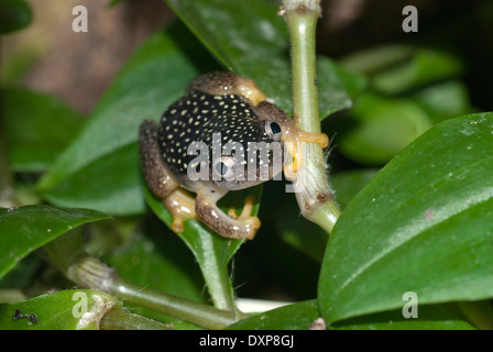 Starry night reed frog (Heterixalus alboguttatus), popular in the pet trade the species is native to Madagascar Stock Photo