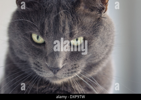closeup portrait of british shorthair cat, vintage toned Stock Photo