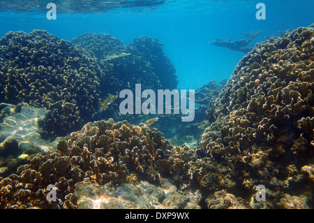 Underwater view of an healthy coral reef in the Caribbean sea with blade fire coral colonies, Yucatan, Mexico Stock Photo