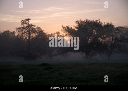 Oak and Cypress trees shrouded in mist at Sunrise in City Park in New Orleans, Louisiana. Stock Photo