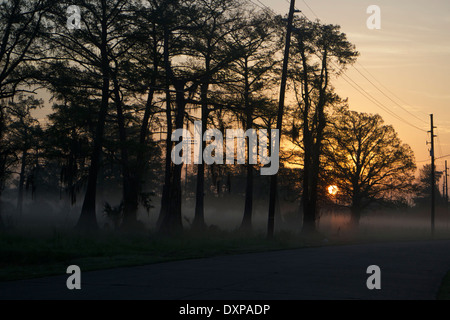 Cypress trees draped in fog illuminated by the rising sun. Stock Photo