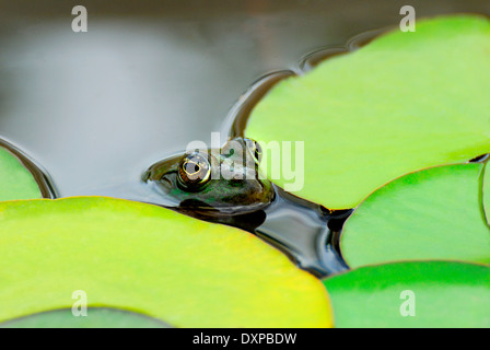 Pool Frog (Rana lessonae) Zagreb, Croatia. August [Lily leaves cleaned digitally] Stock Photo
