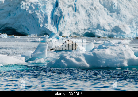 Leopard Seal resting on ice floe Antarctica Stock Photo