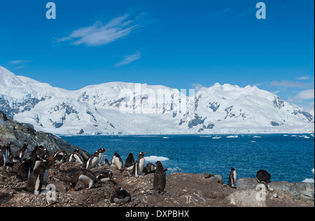 Antarctica ocean and mountain view and gentoo penguins Stock Photo