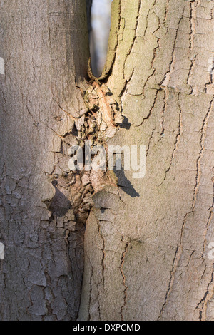 Sycamore, Erable sycomore, maple, bark, rind, Berg-Ahorn, Rinde, Borke ...