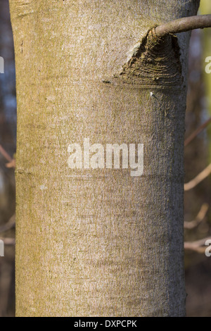 Sycamore, Erable sycomore, maple, bark, rind, Berg-Ahorn, Rinde, Borke ...