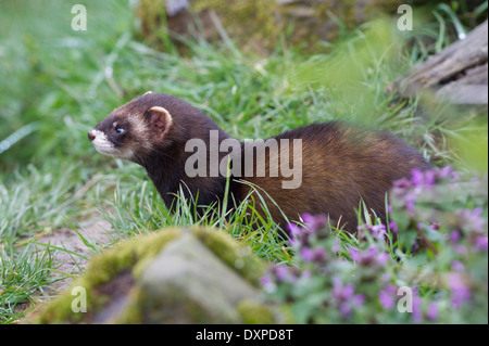 European polecat (Mustela putorius). The polecat is native throughout ...