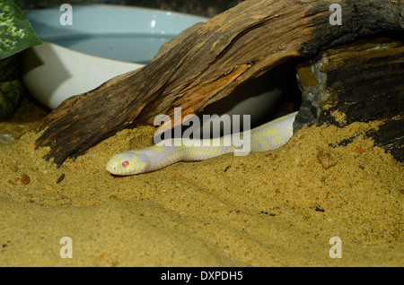 beautiful albino California kingsnake (Lampropeltis getula californiae) in terrarium Stock Photo