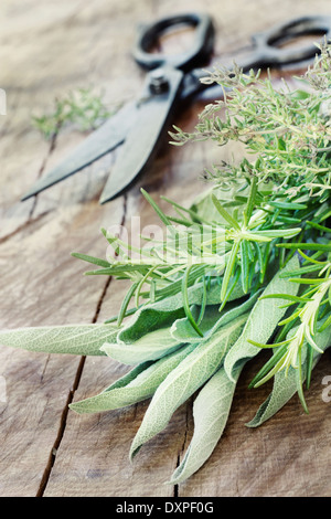 Fresh herbs plants. Culinary herbs and spices Stock Photo