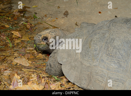 beautiful Black Giant Tortoise (Manouria emys phayrei) in Thai temple Stock Photo