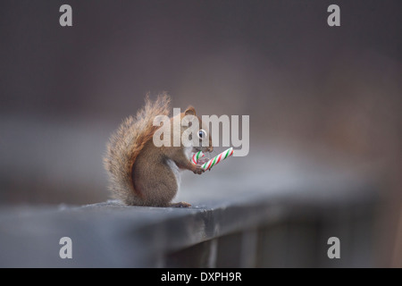 Red squirrel holding a candy bar on a fence outside the town of Granby Quebec Canada in the winter time Stock Photo
