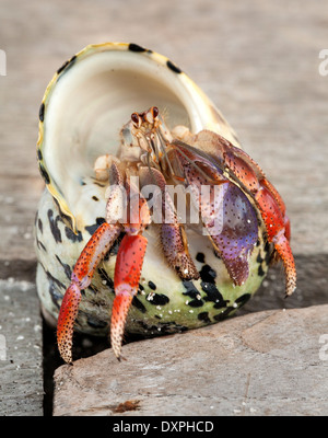 Hermit crab in a large spiral shell on a coral island off the coast of Belize Central America Stock Photo