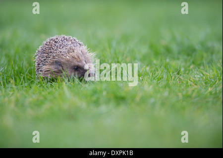 European hedgehog (Erinaceus europaeus) Stock Photo