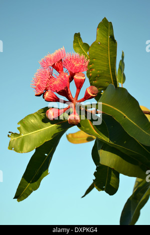 Corymbia ptychocarpa. Common name. Swamp Bloodwood Stock Photo