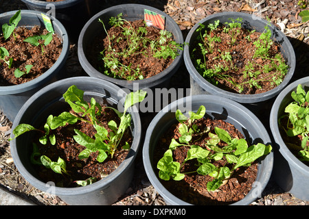 potted herb garden Stock Photo