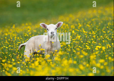 Texel lamb in field of buttercups, Cumbria, UK Stock Photo