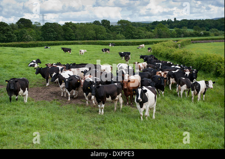 Holstein Friesian dairy cattle grazing in fields. Cumbria, UK Stock ...