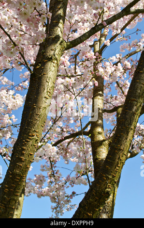 Flowering blossoms on the branches of a tall cherry tree.  Cherry blossoms against a blue sky. In Greater Vancouver, Canada. Stock Photo