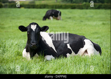 Holstein dairy cow laid in lush pasture. Cumbria, UK Stock Photo