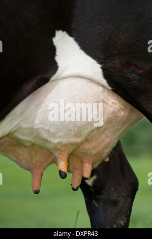 Healthy udder on a dairy cow. Cumbria, UK Stock Photo