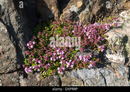 Moss Campion (Silene acaulis) in the South Harris hills, Western Isles, Scotland, UK. Stock Photo