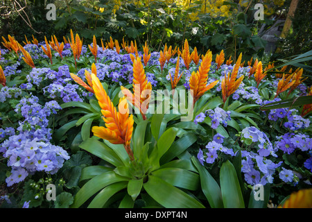 Orange Vriesa Miranda & Blue Primrose Flowers, Longwood Gardens Arboretum Conservatory Stock Photo