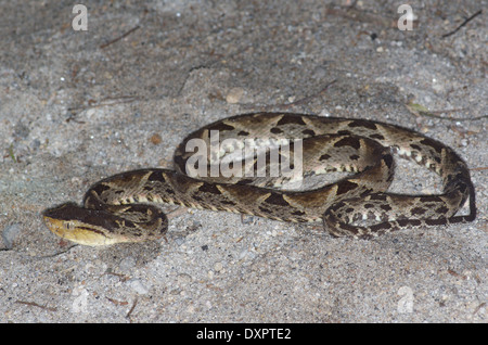 A venomous Fer-de-lance, or Central American Lancehead (Bothrops asper), on sand alongside a creek in El Valle de Antón, Panama. Stock Photo