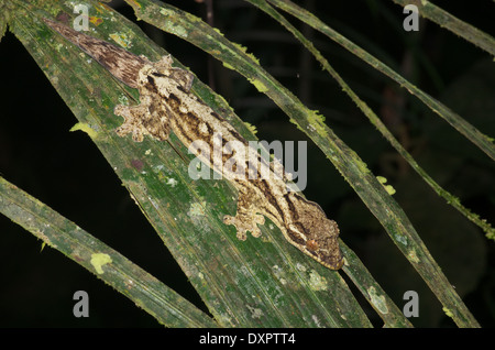 A Southern Turnip-tailed Gecko (Thecadactylus solimoensis) in ambush position on a frond at night in the Amazon basin in Peru. Stock Photo