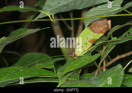 A nocturnal katydid camouflaged as a dead leaf in the Amazon rainforest in Loreto, Peru.
