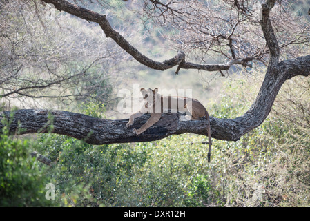 A lioness rests on a large branch of a tree in Lake Manyara National Park, Tanzania Stock Photo