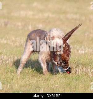 A Slovak Wirehaired Pointer, or Slovakian Rough-haired Pointer dog, with a pheasant Stock Photo