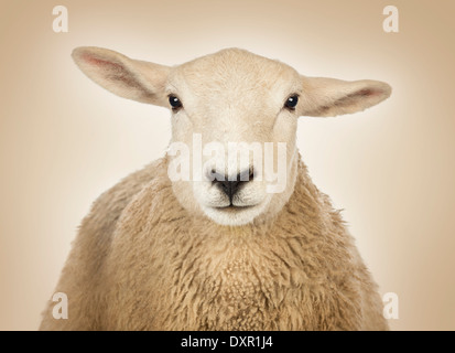 Close-up of a Sheep's head in front of a cream background Stock Photo